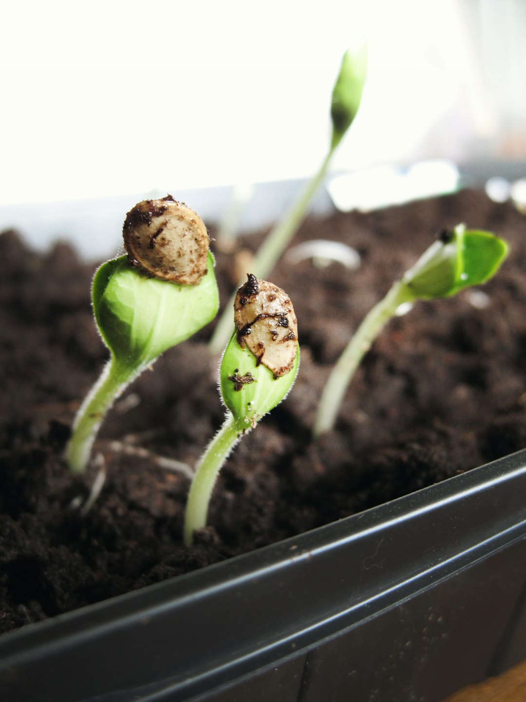 Winter garden planning with seed catalogs and notes