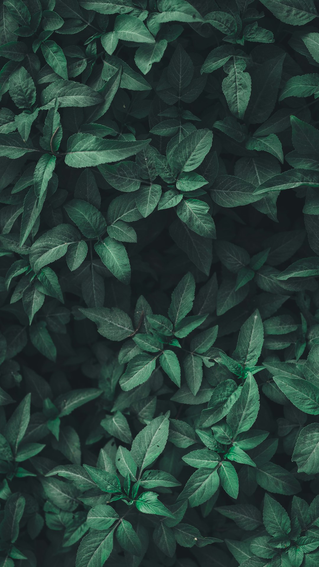 Indoor Gardening