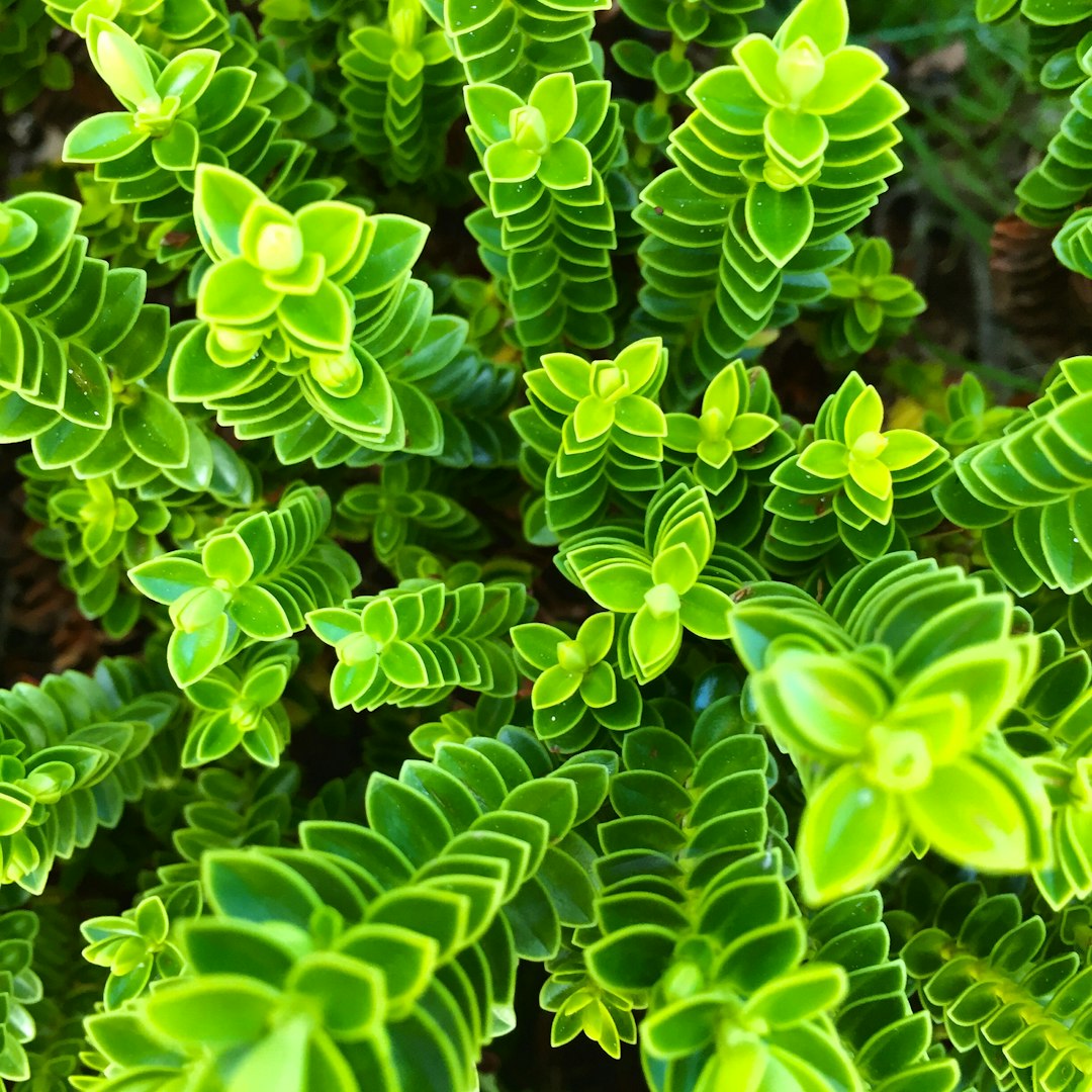 Person pruning and maintaining a vertical garden installation